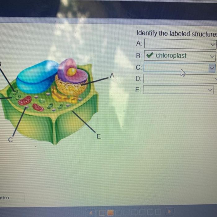 Identify the structure labeled d