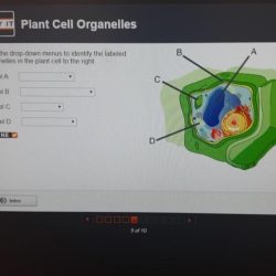 Eukaryotic plant