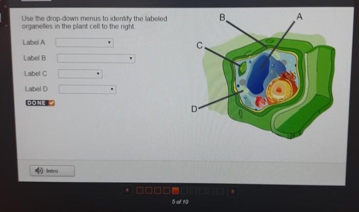 Eukaryotic plant