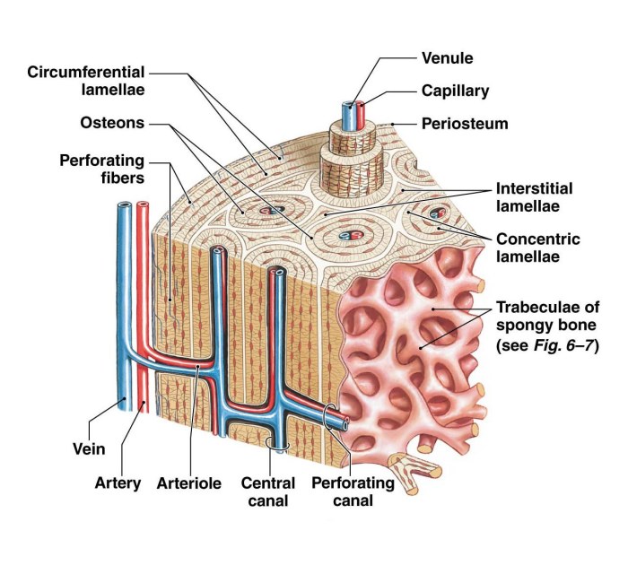 Nursing cardiac studypk physiology anatomie septum pearson artery valves atrioventricular valve pulmonary atrium physiologie ventricle tricuspid inferior mensch bicuspid coronary