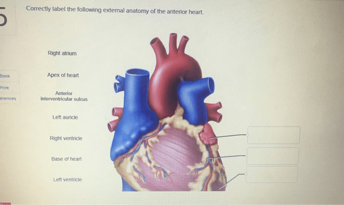 Correctly label the following regions of the external anatomy