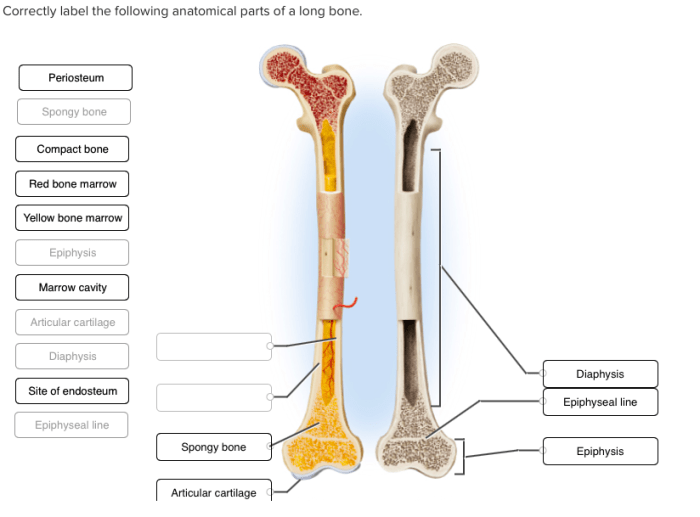 Intercalated discs muscle cardiac anatomy cell amplifire kf1