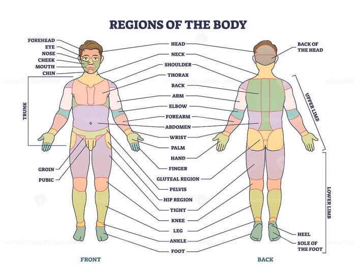 Correctly label the following regions of the external anatomy